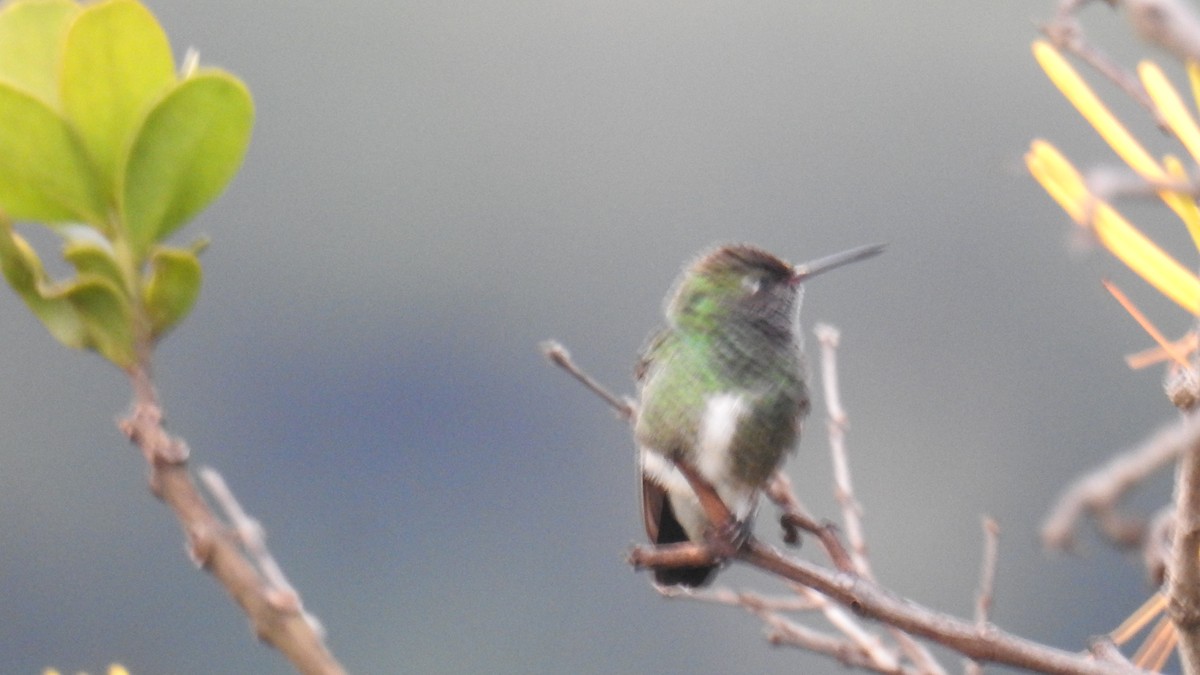 Glittering-throated Emerald - ML616167849