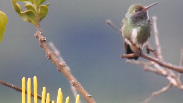 Glittering-throated Emerald - ML616167851