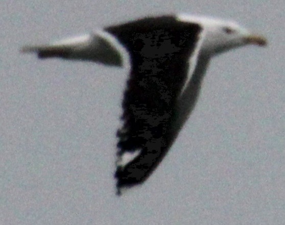 Great Black-backed Gull - ML616167886