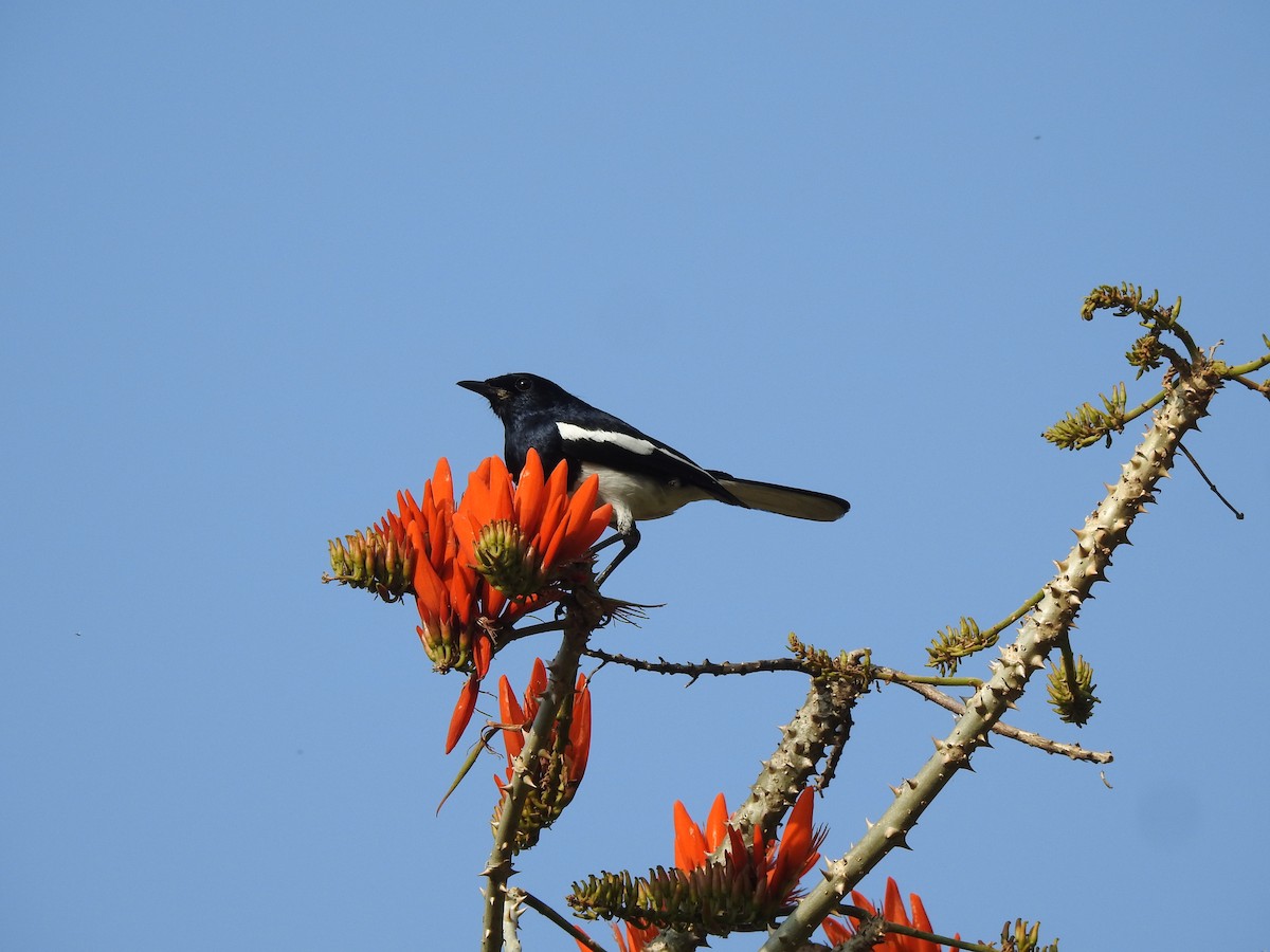 Oriental Magpie-Robin - ML616167910