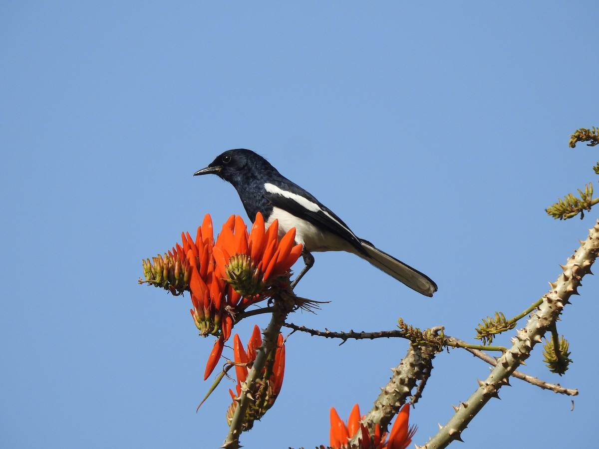 Oriental Magpie-Robin - ML616167911