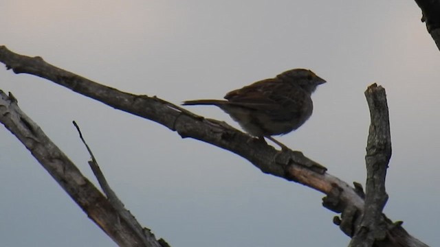 Plain-crested Elaenia - ML616167920