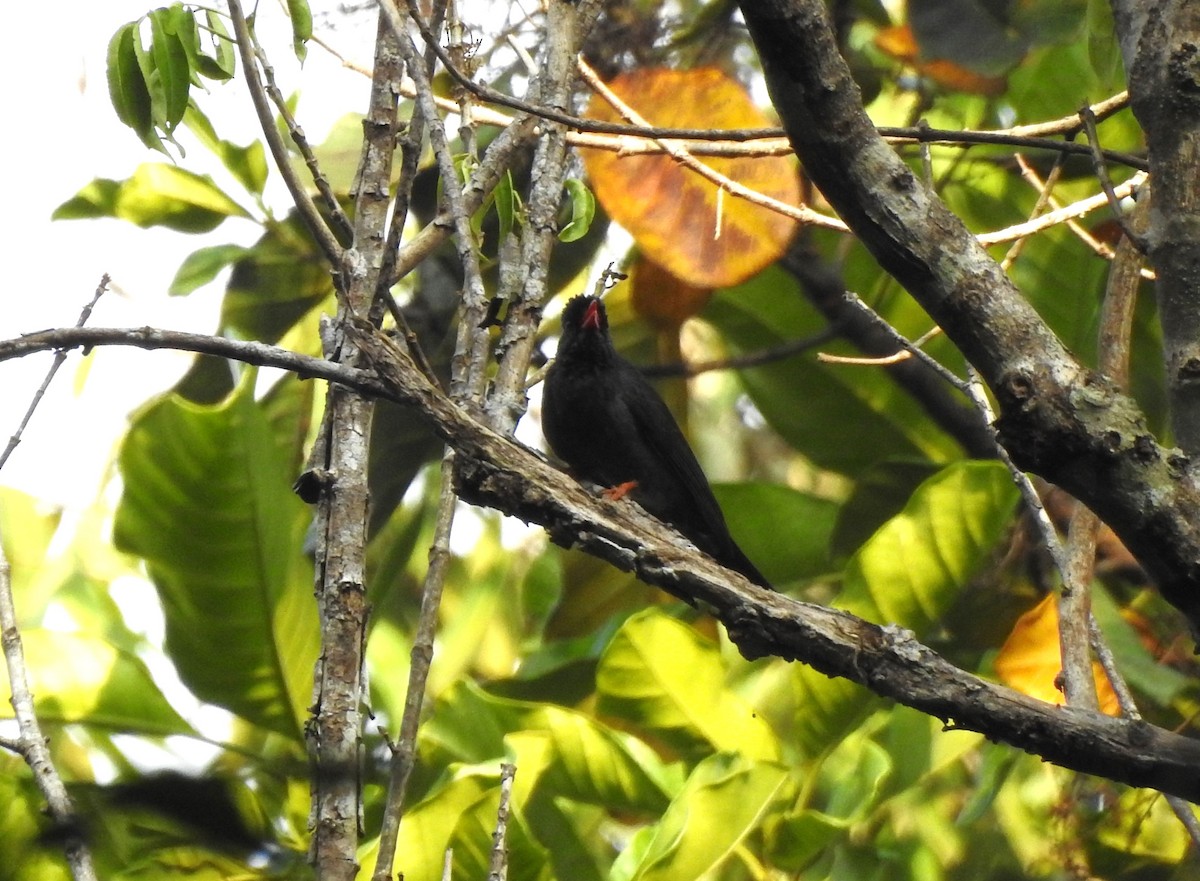 Square-tailed Bulbul - ML616167935