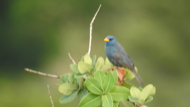 Blue Finch - ML616167981