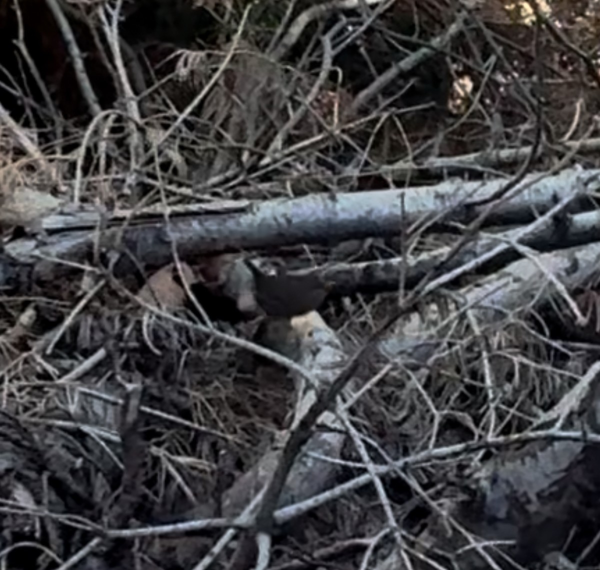 Pacific Wren - ML616168002