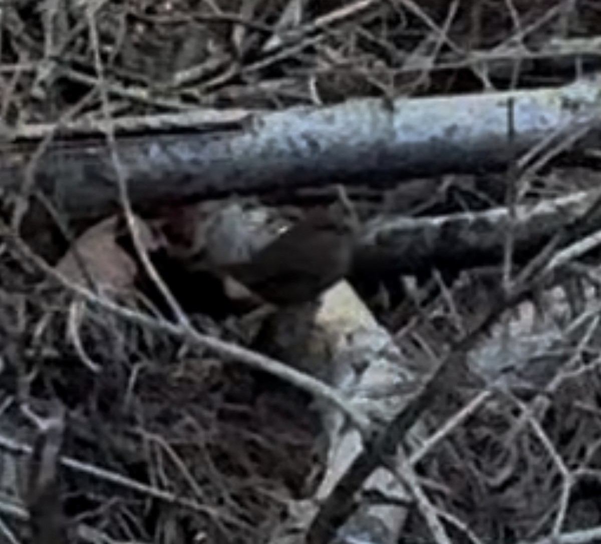 Pacific Wren - ML616168007