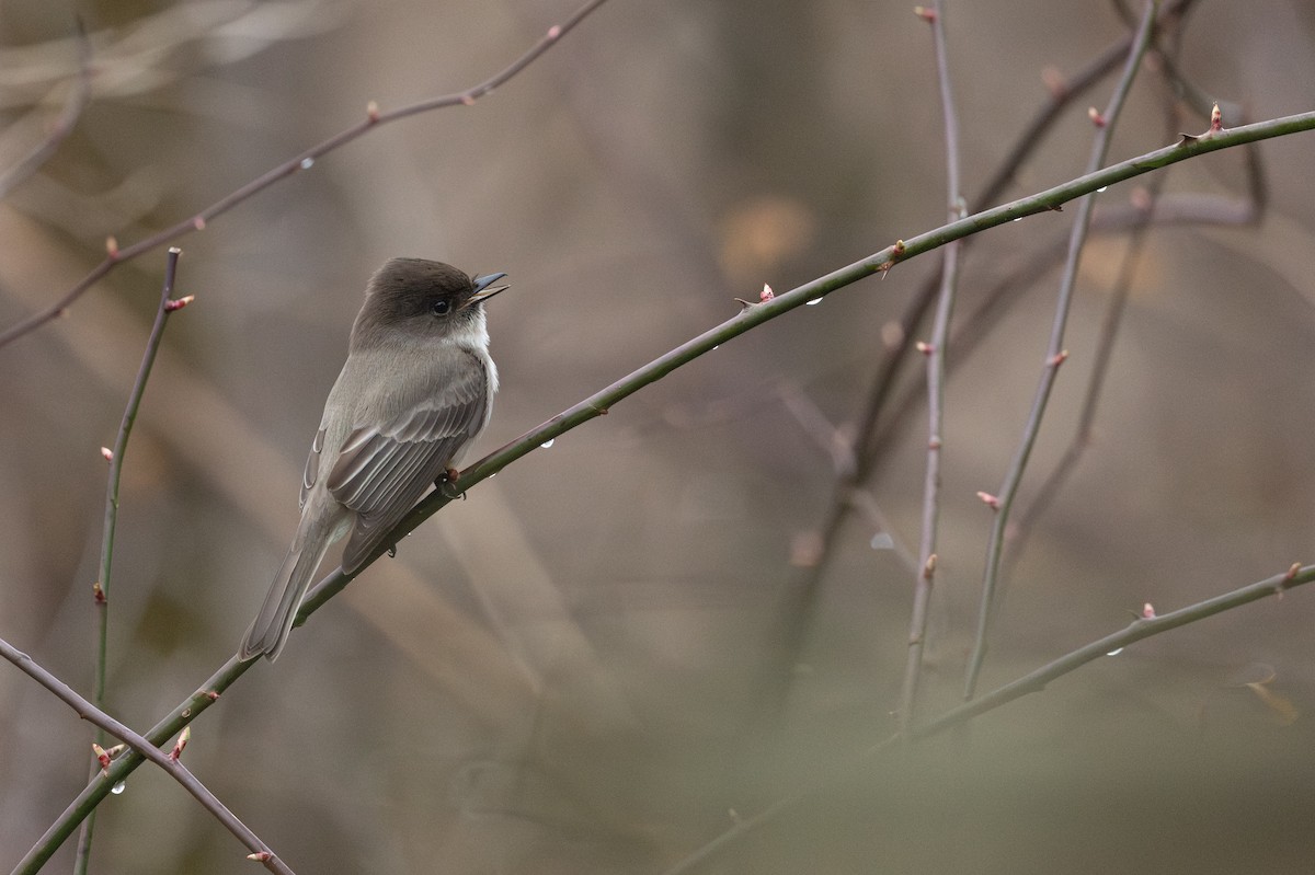 Eastern Phoebe - ML616168054