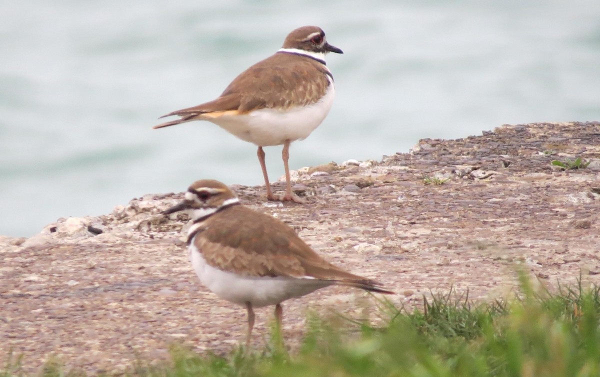 Killdeer - ML616168058