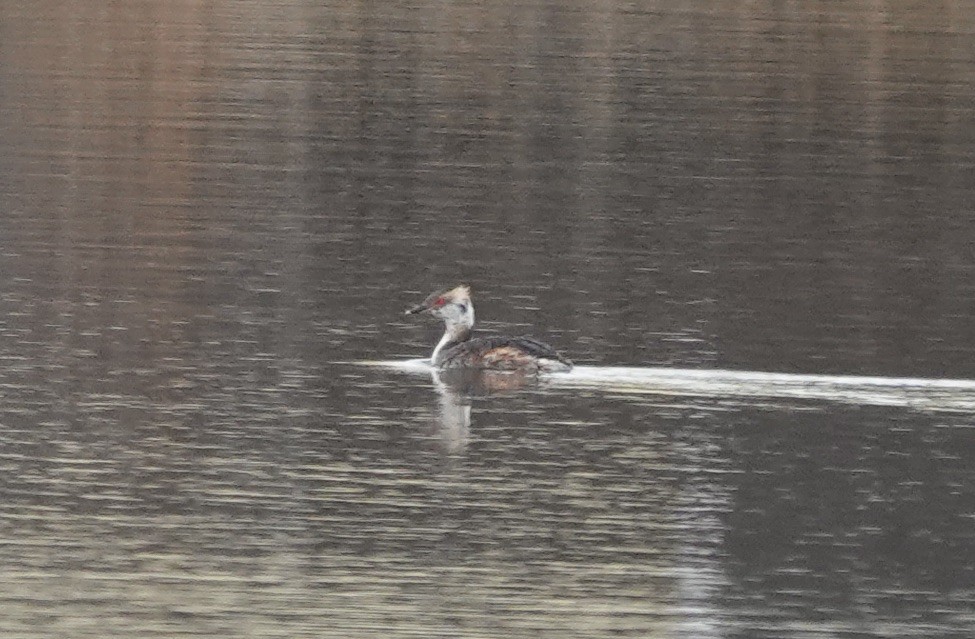 Horned Grebe - ML616168083