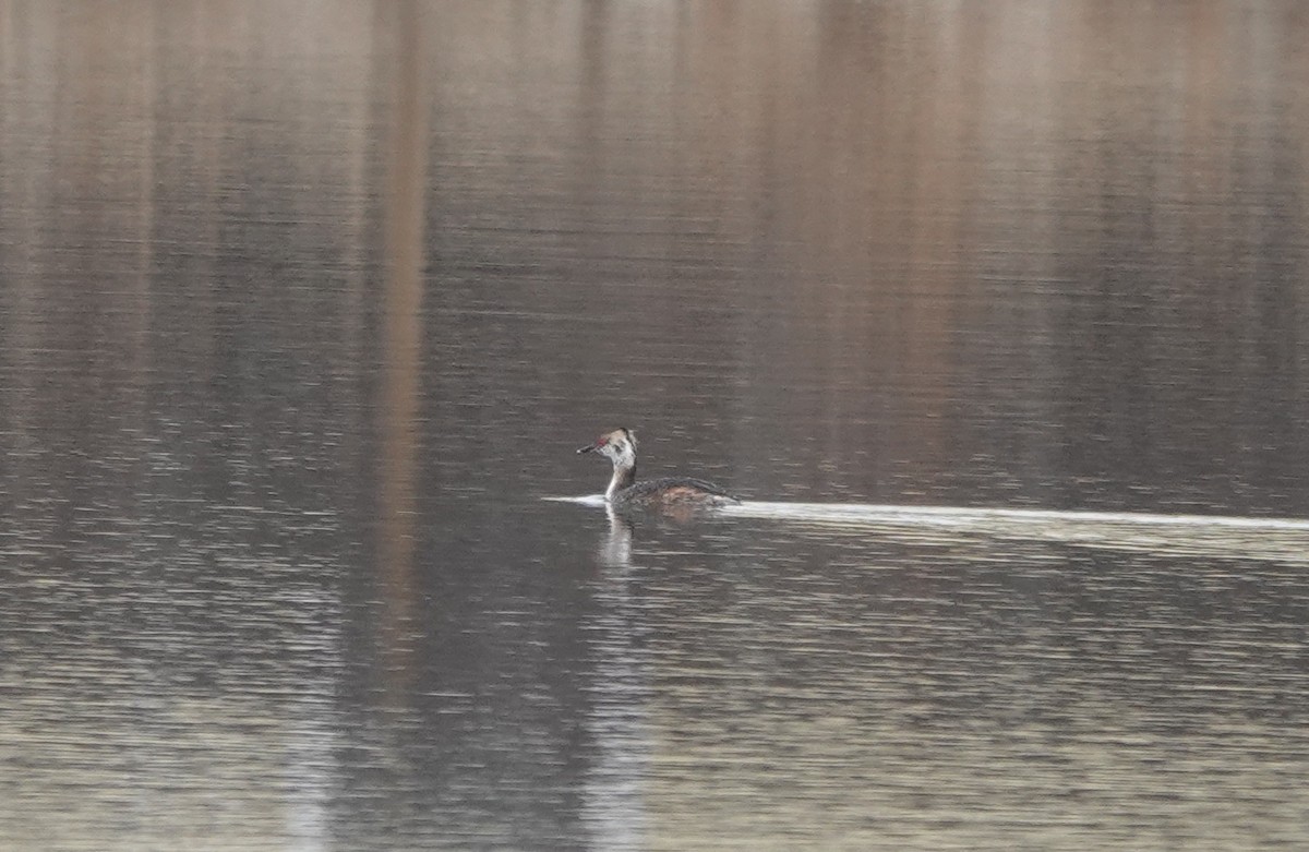 Horned Grebe - ML616168084