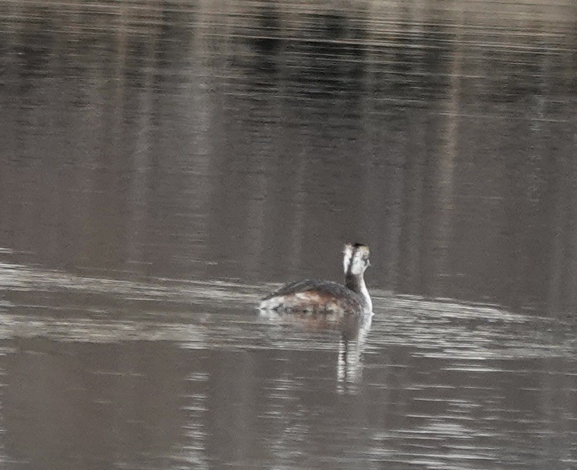 Horned Grebe - ML616168093