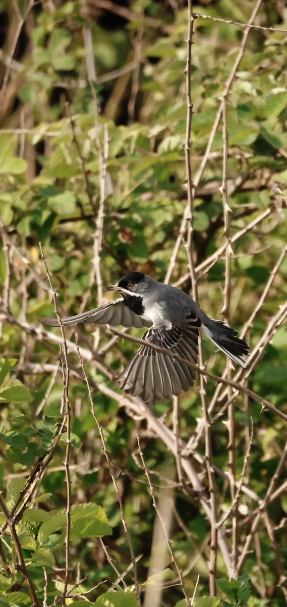 Rüppell's Warbler - ML616168094