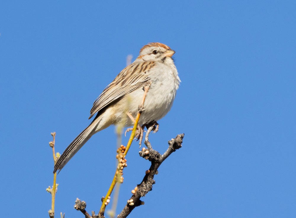 Rufous-winged Sparrow - ML616168170