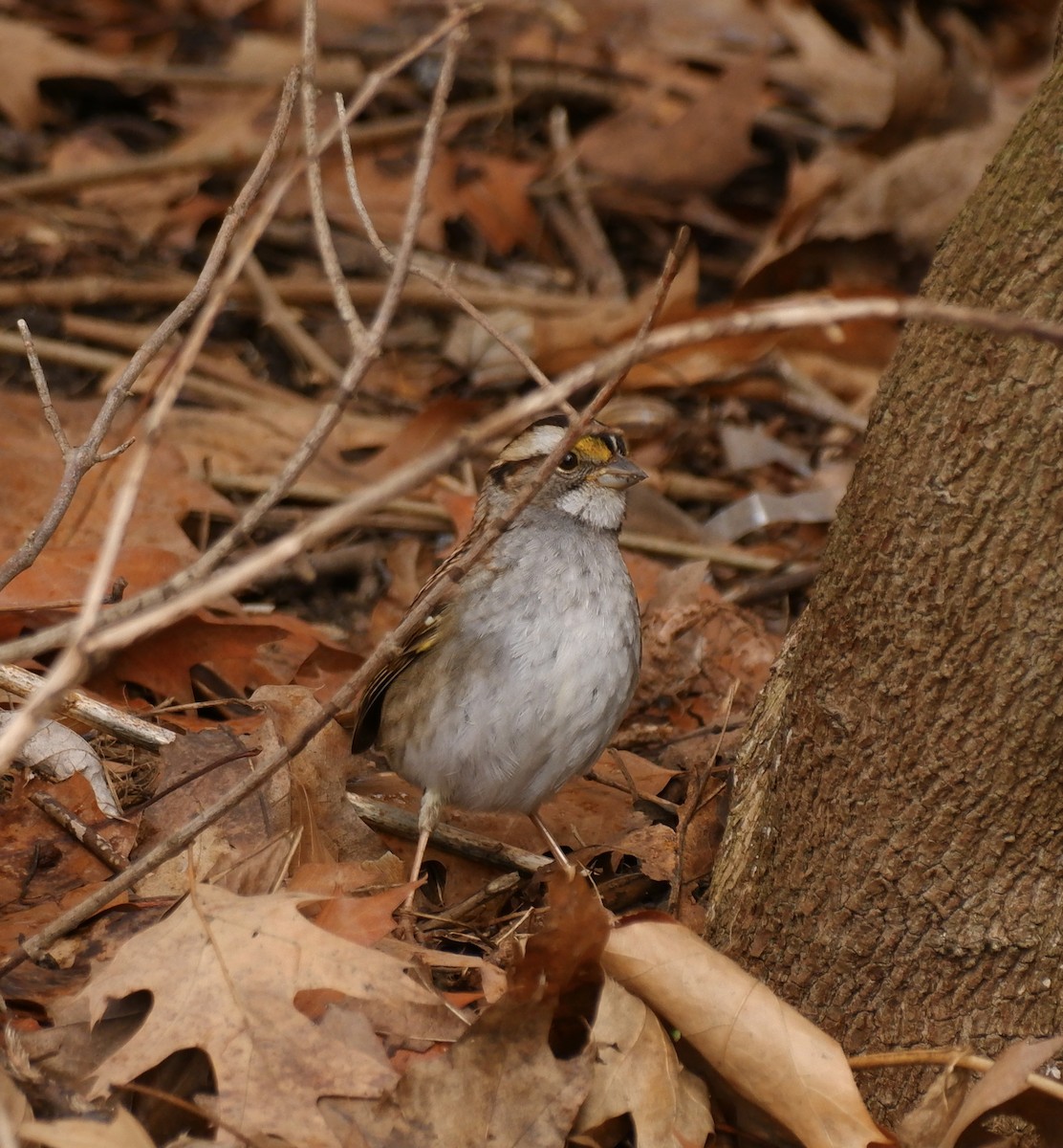 White-throated Sparrow - ML616168235