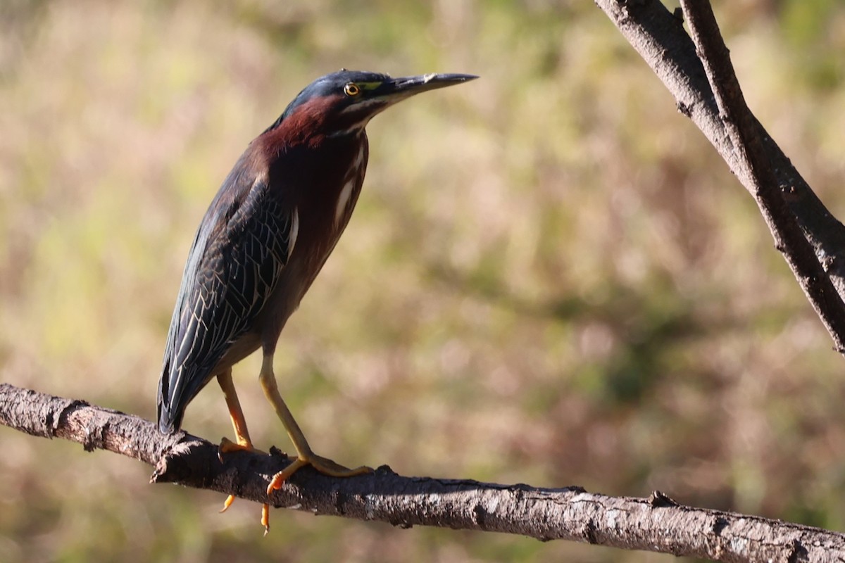 Green Heron - ML616168245