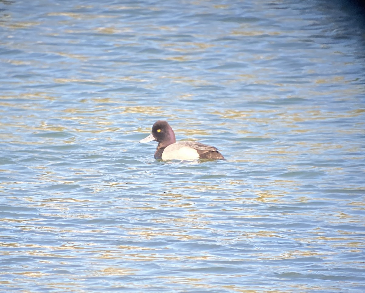 Lesser Scaup - ML616168265