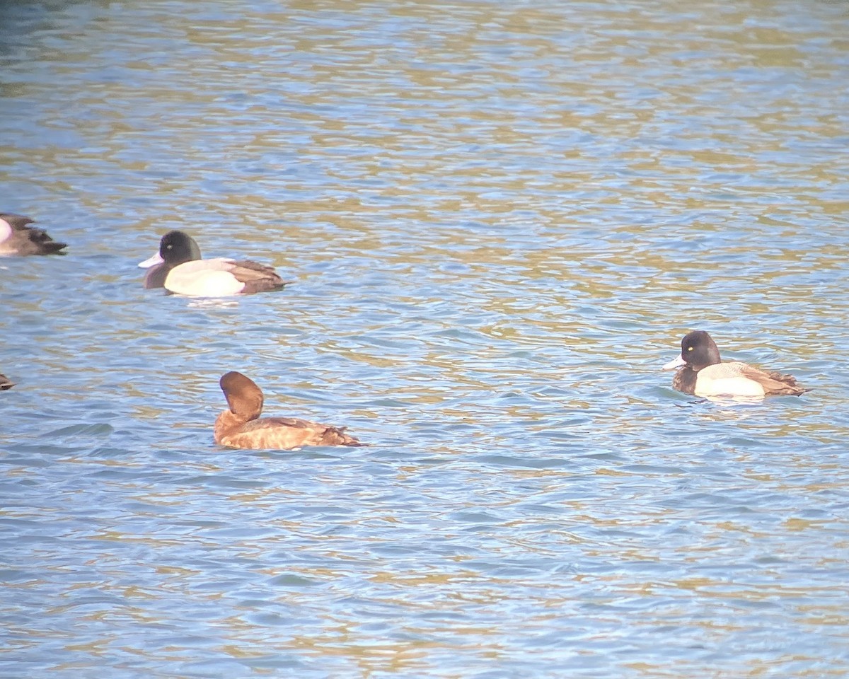 Lesser Scaup - ML616168269