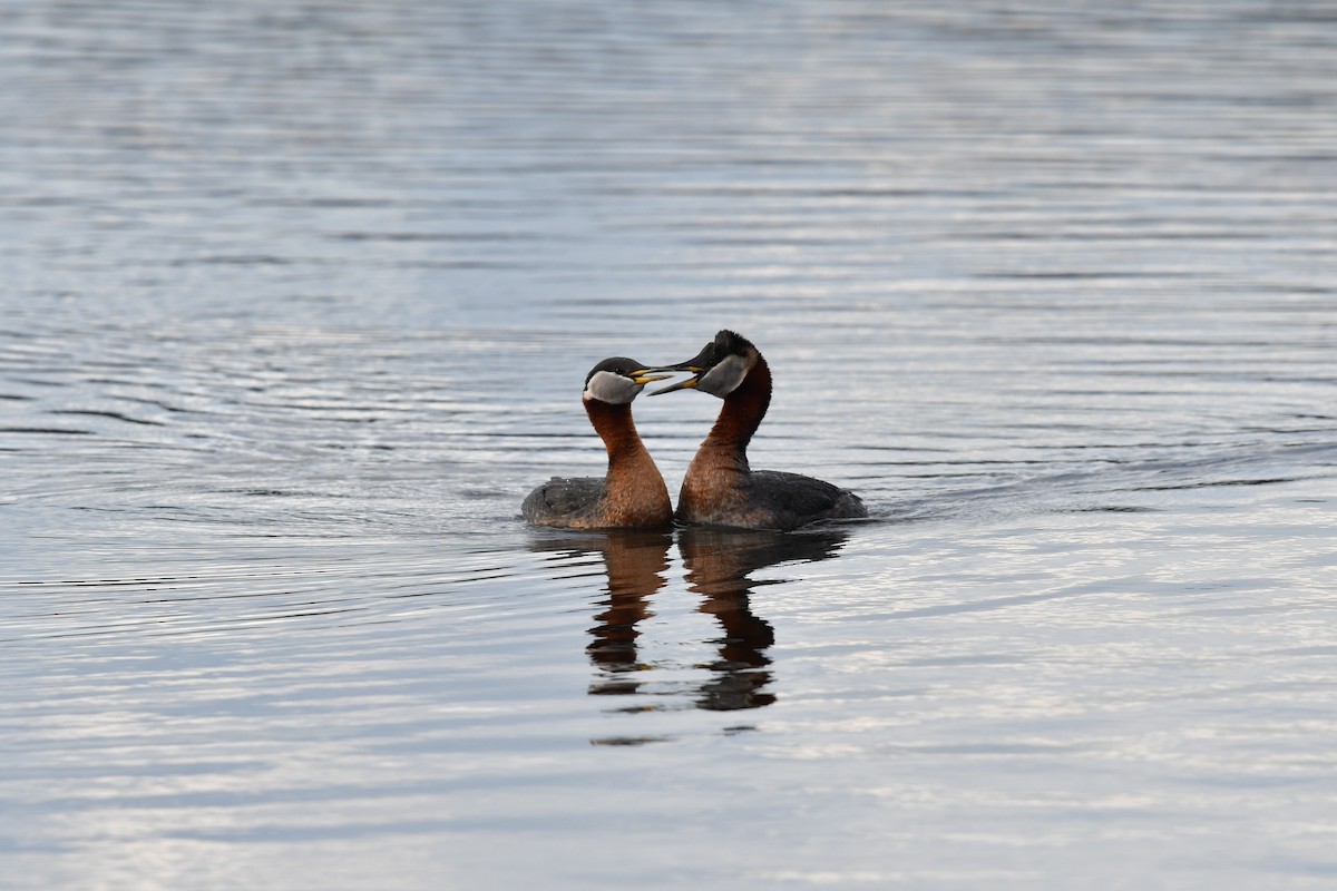 Red-necked Grebe - Feipeng Huang