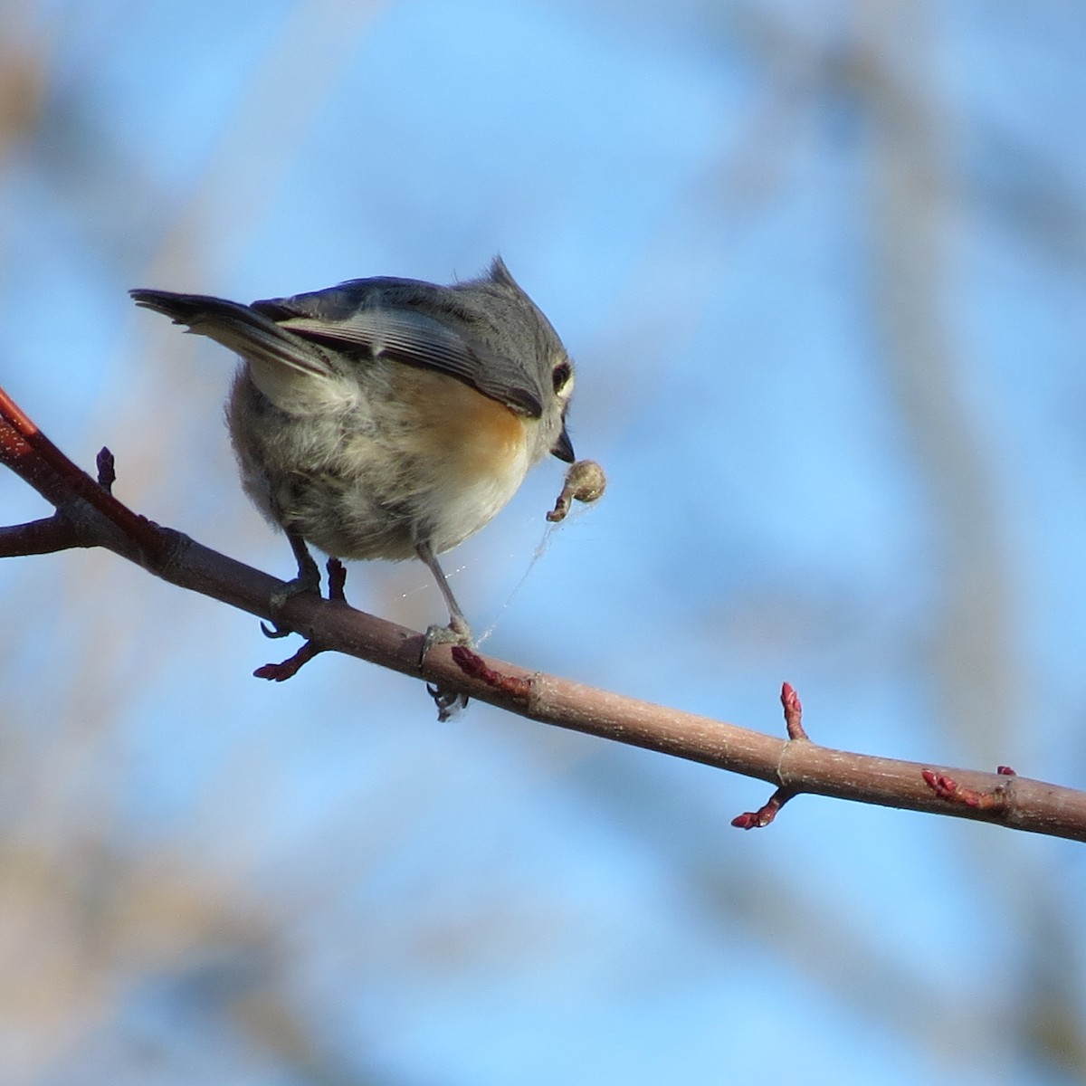 Tufted Titmouse - ML616168311