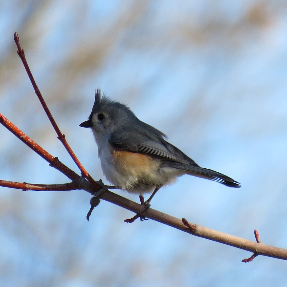 Tufted Titmouse - ML616168315