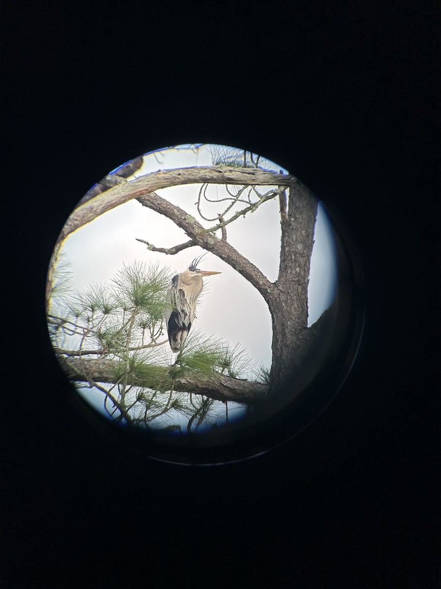 Great Blue Heron - ML616168351