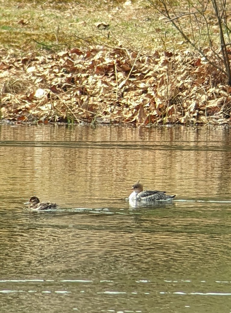 Red-breasted Merganser - ML616168379