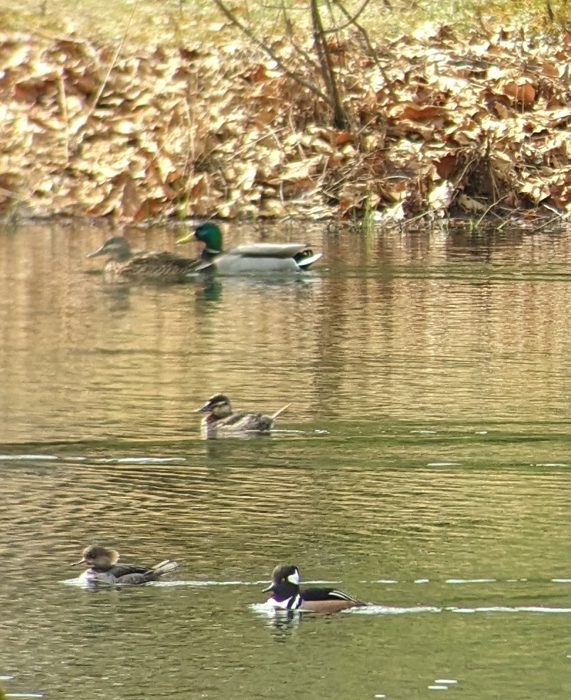 Ruddy Duck - ML616168382