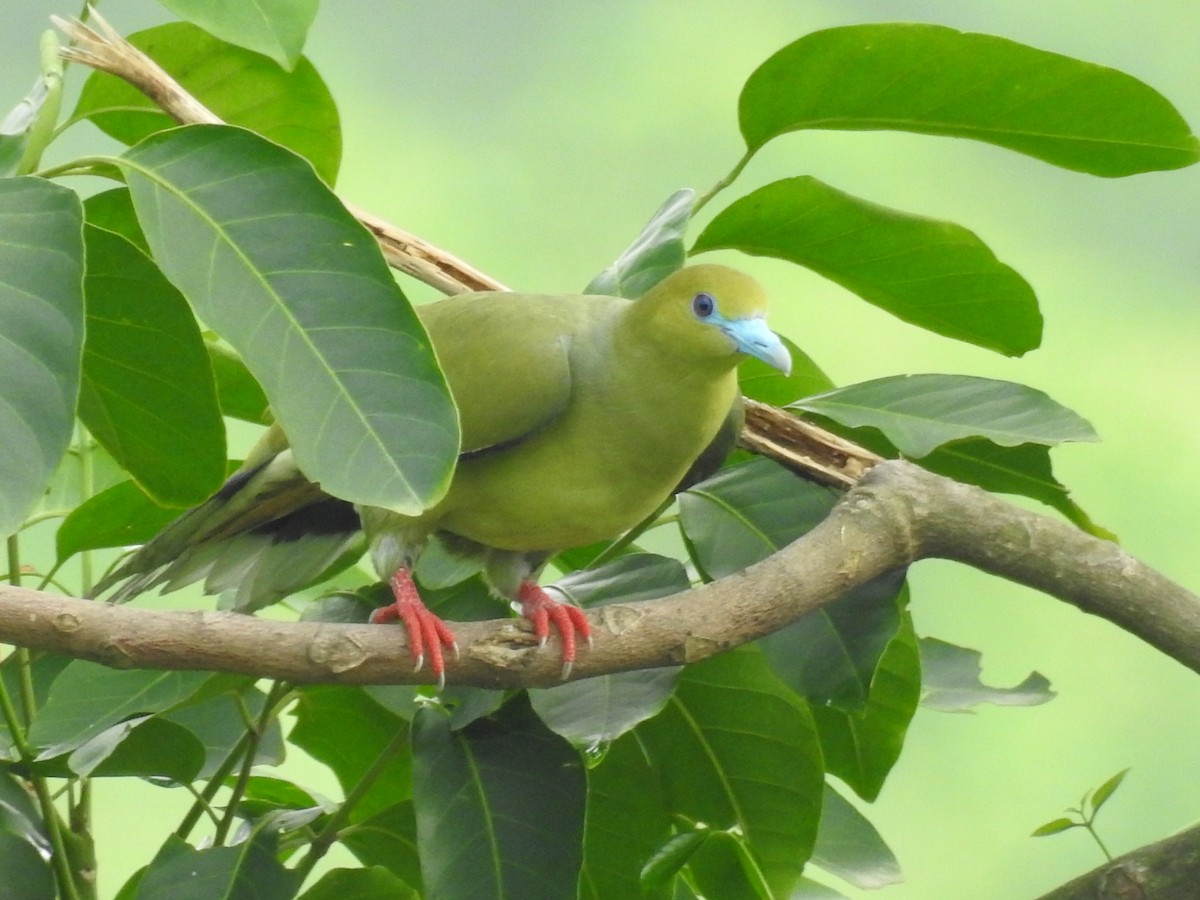 Pin-tailed Green-Pigeon - ML616168405