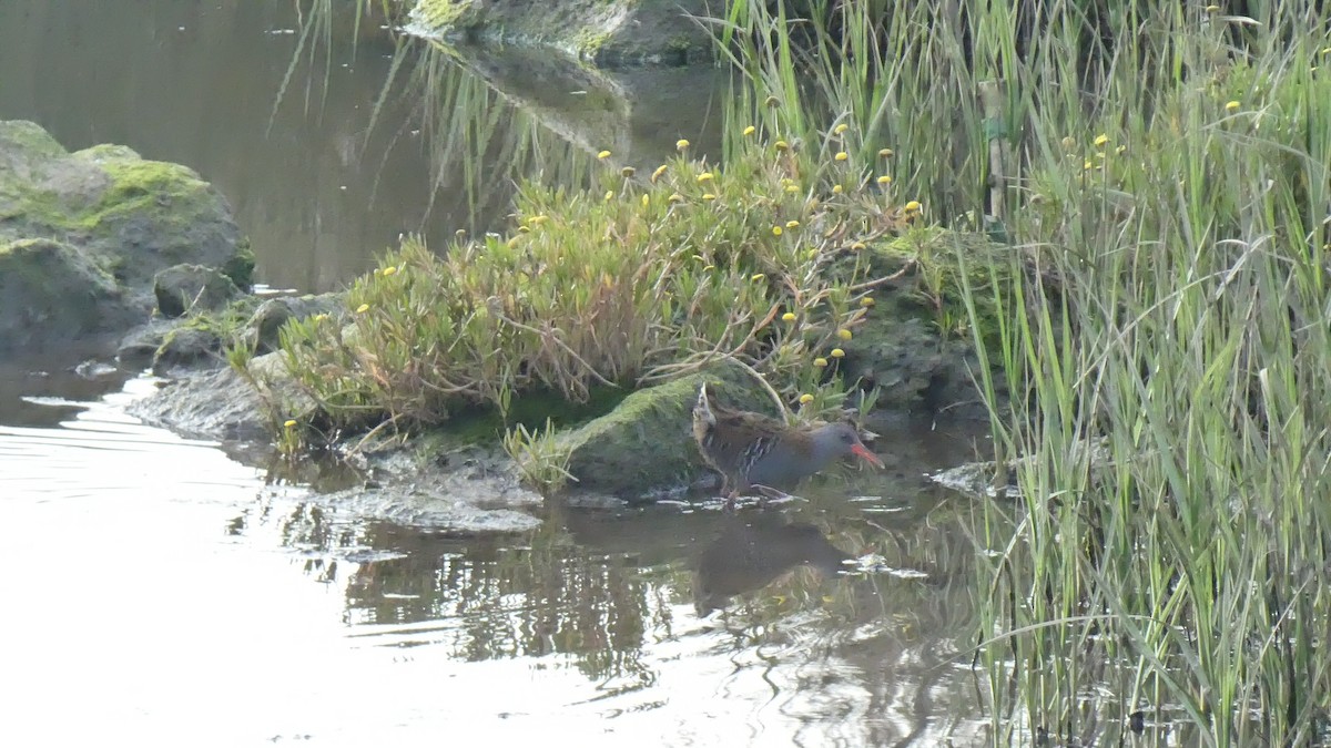 Water Rail - Sara Isabel Fernández Pazos