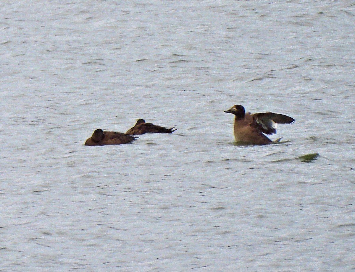 White-winged Scoter - ML616168438