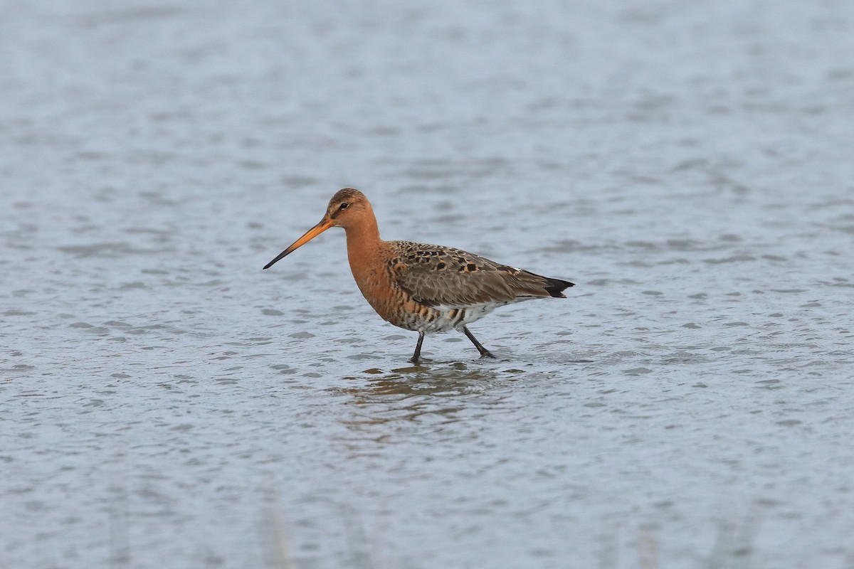 Black-tailed Godwit - Vincent Van Den Nouland