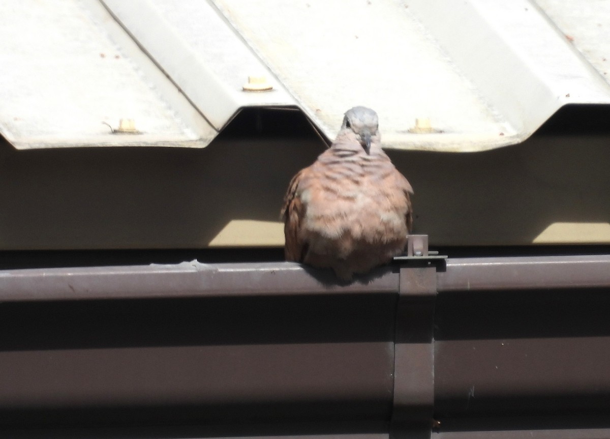 Ruddy Ground Dove - ML616168451