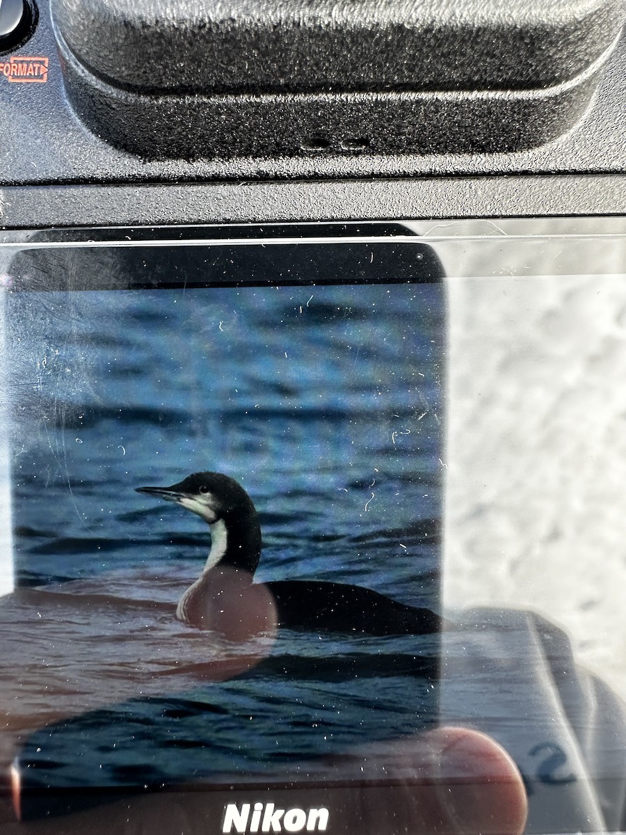 potáplice pacifická - ML616168454