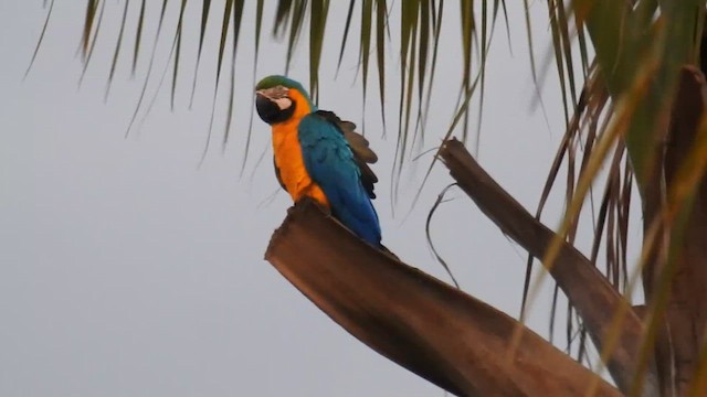 Blue-and-yellow Macaw - ML616168494