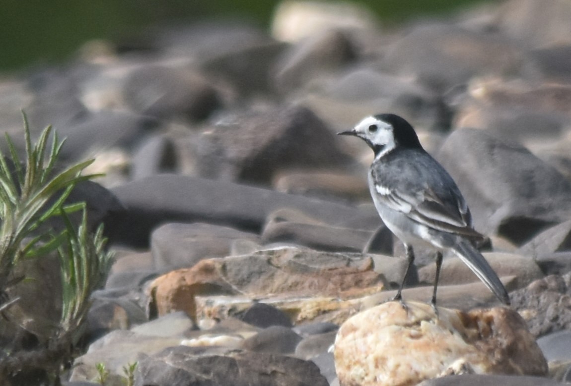 White Wagtail - Luís Santos