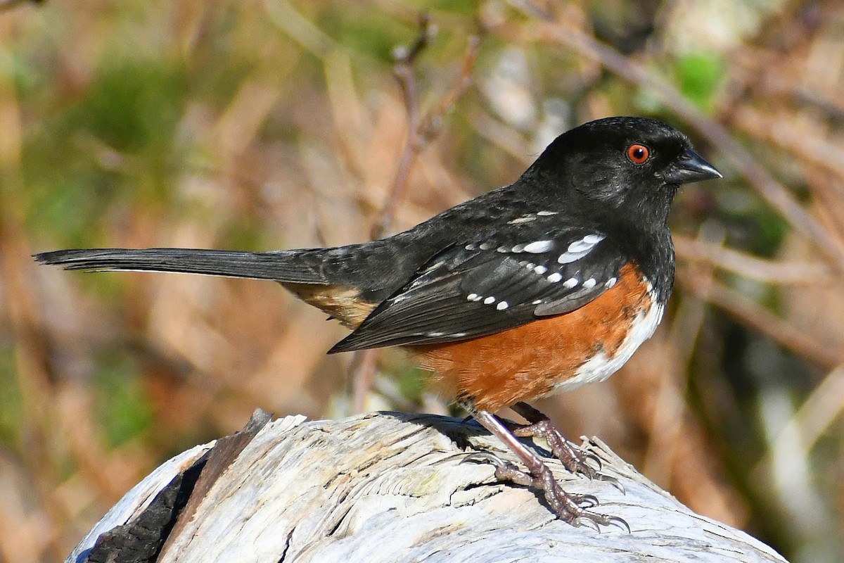 Spotted Towhee - ML616168521