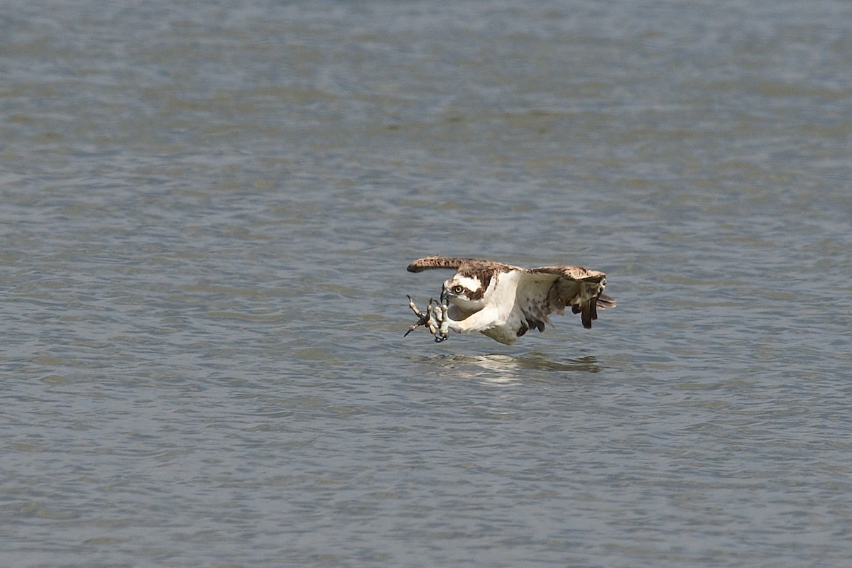 Balbuzard pêcheur - ML616168527