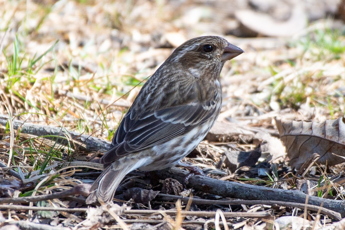 Purple Finch (Eastern) - ML616168551