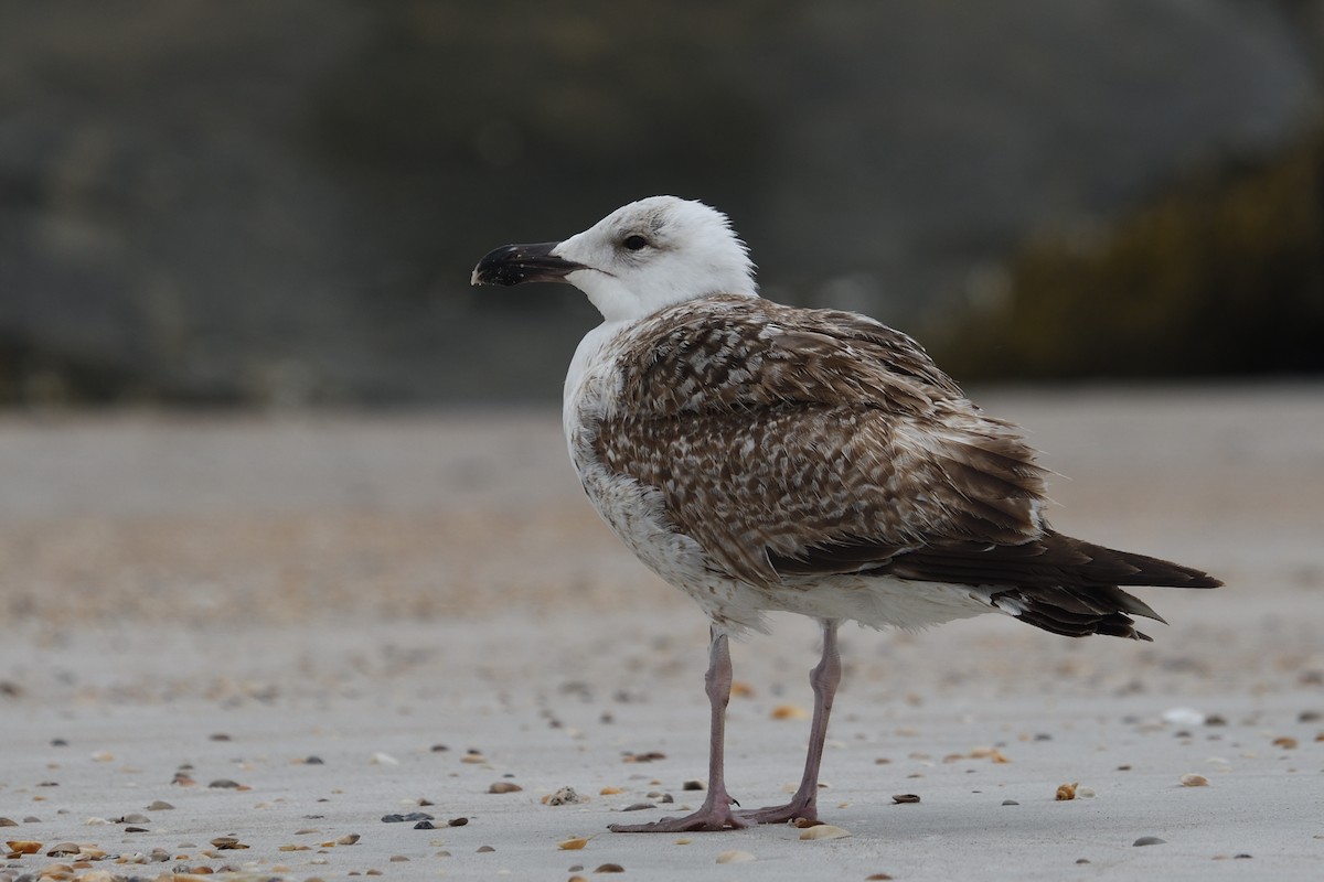 Great Black-backed Gull - ML616168568