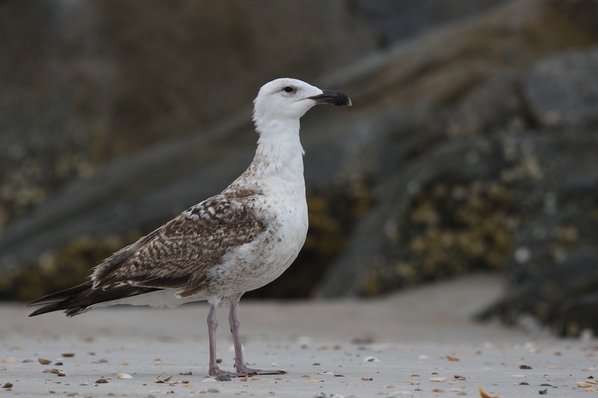 Great Black-backed Gull - ML616168570