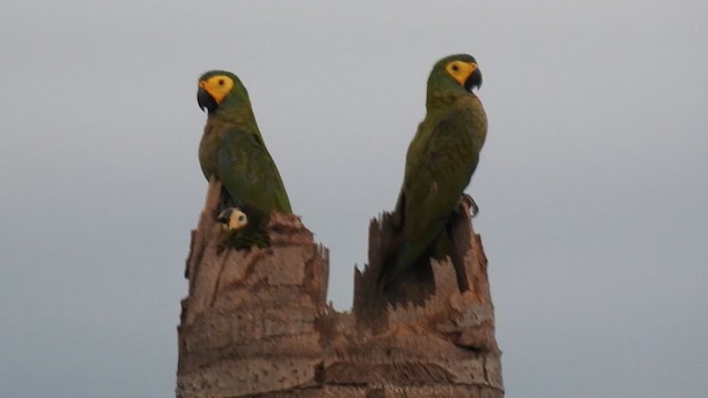 Red-bellied Macaw - ML616168582