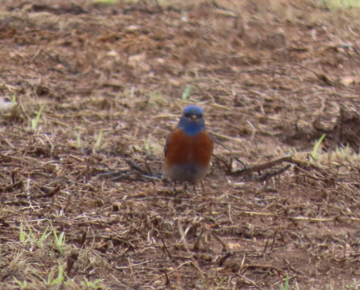 Western Bluebird - ML616168587