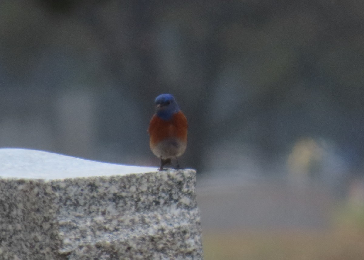 Western Bluebird - Anthony  Hewetson