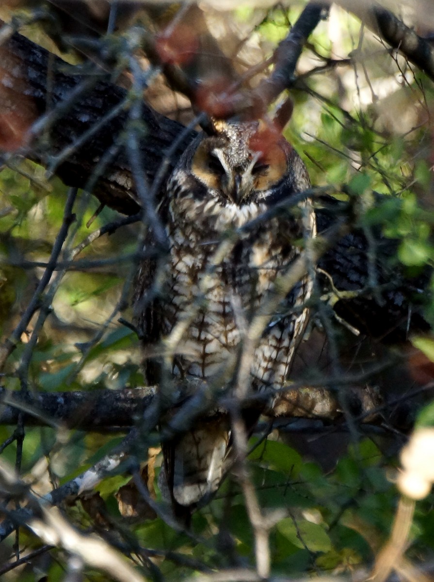 Long-eared Owl - Teri Zambon True