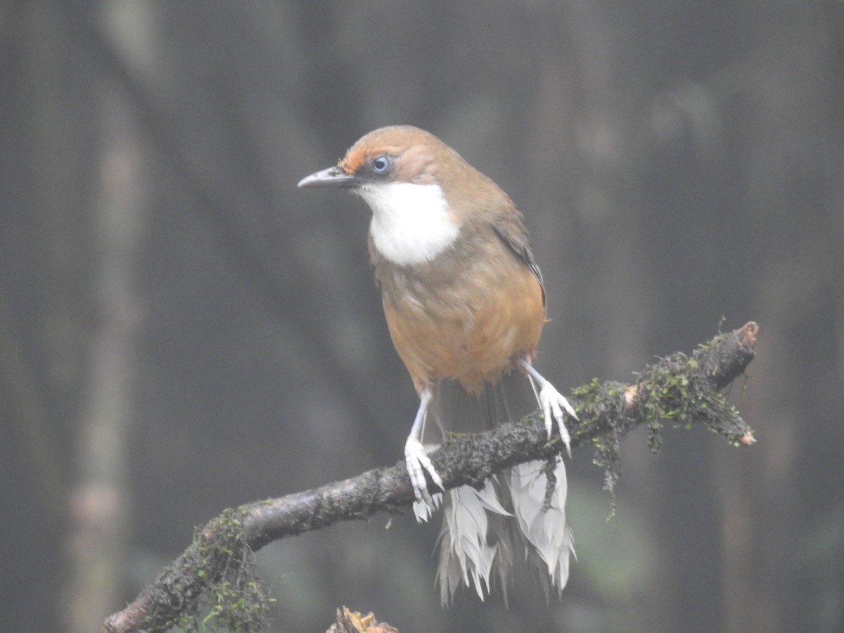 White-throated Laughingthrush - Preetam Roy