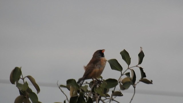 Black-throated Saltator - ML616168675