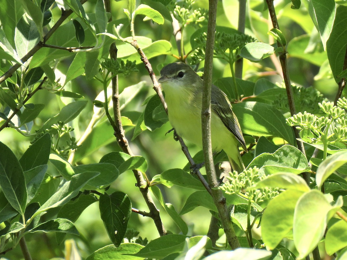 Bell's Vireo (Eastern) - Benjamin Murphy