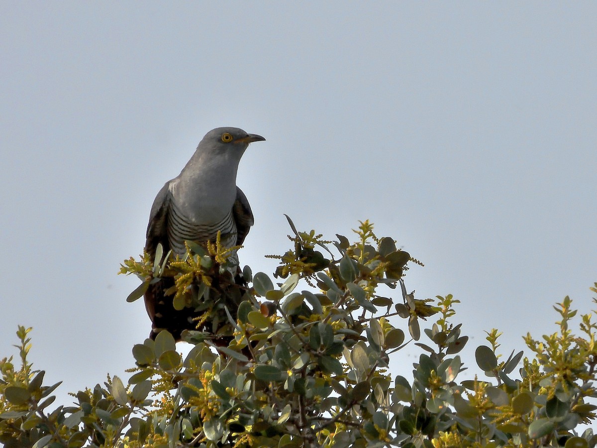 Common Cuckoo - ML616168693