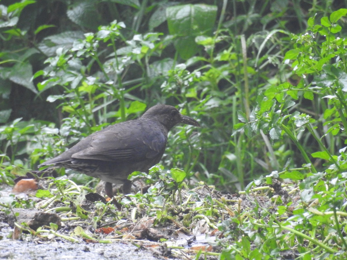 Long-billed Thrush - ML616168705