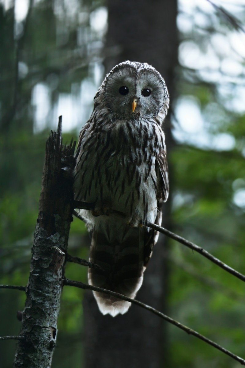 Ural Owl - ML616168721